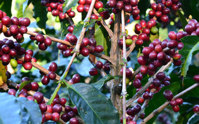 ¿Cuándo es la cosecha de café en la Sierra Nevada de Santa Marta?