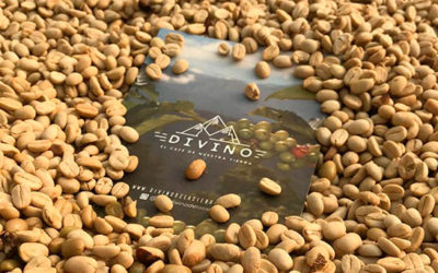 Café lavado vs café honey: diferencias clave en el sabor y proceso