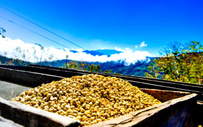 Origen del café Bourbon Amarillo: historia y características