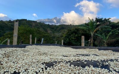 Descubre el Café de la Sierra Nevada de Santa Marta