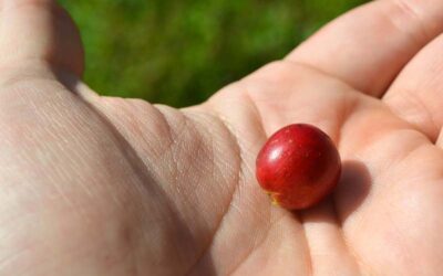 Las variedades de café: el origen de los matices que viven en tu taza
