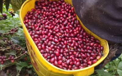 Ya Llegó: Nuestro Geisha Gran Reserva, Directo de Finca Nápoles